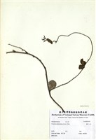 藏品(細葉鐵牛入石)的圖片